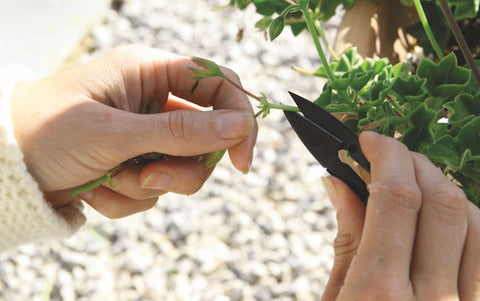 pruning snips 