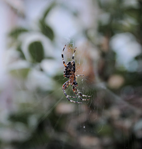 How to repel spiders naturally