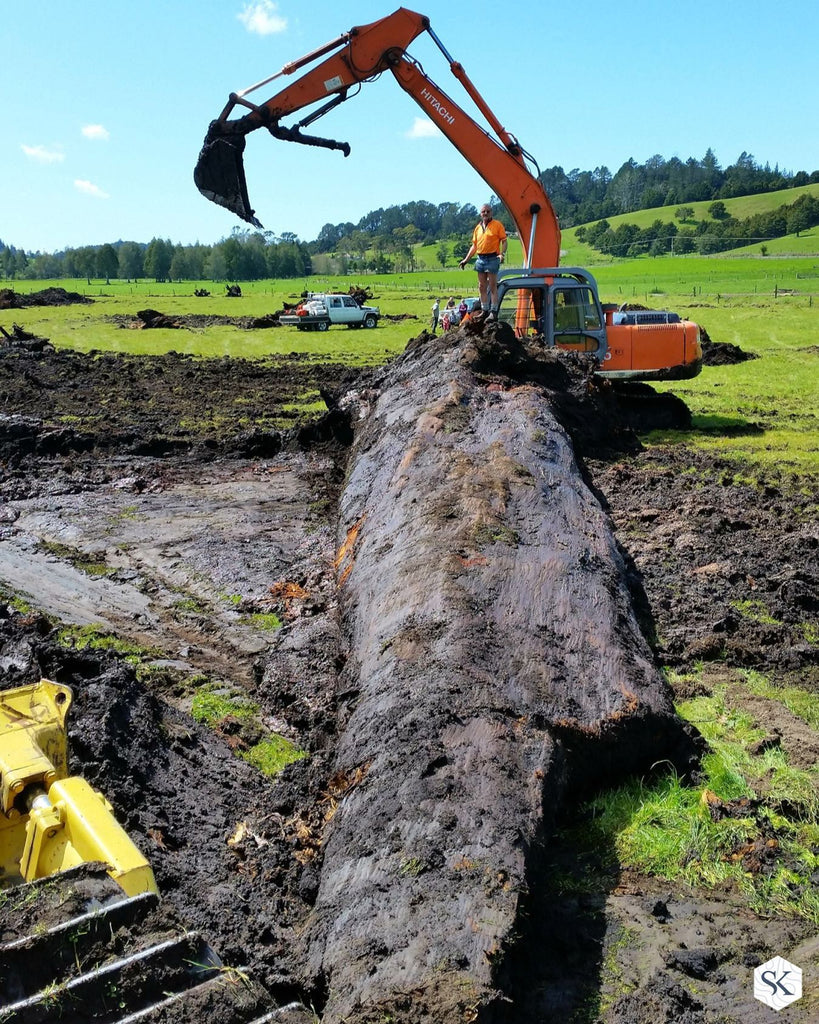 unearthing Kauri