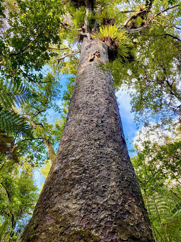 Kauri Wood