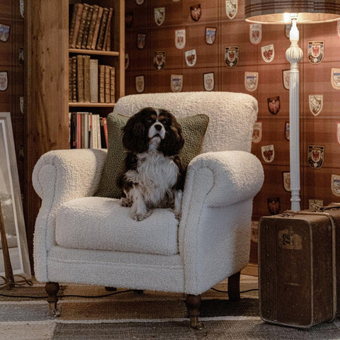 Cream boucle armchair with a dog sitting on it