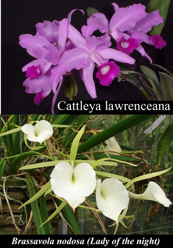 Mary B Nodosa X C Lawrenceana 2 Plantio La Orquidea