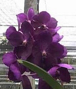 Vanda (Fuchs Delight x Wirat) 'No 411' (3