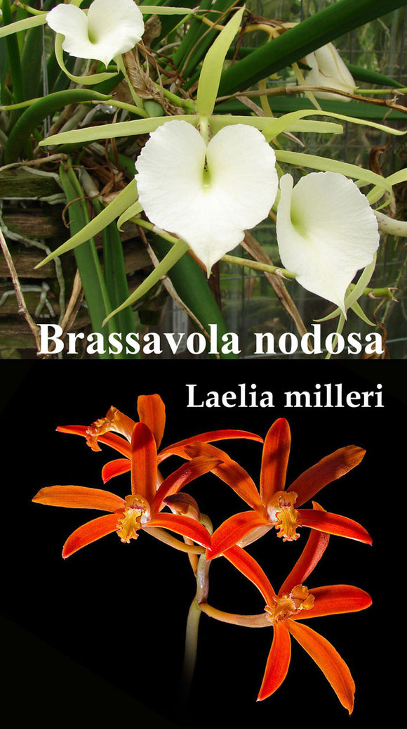 Brassavola nodosa 'Orchid Eros' x Laelia milleri 'Fissure 8' (2
