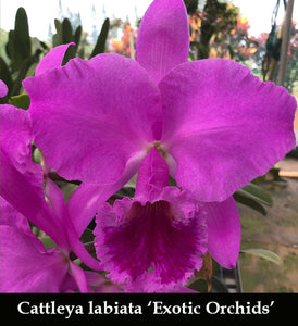 Cattleya labiata 'Exotic Orchids' x self (2
