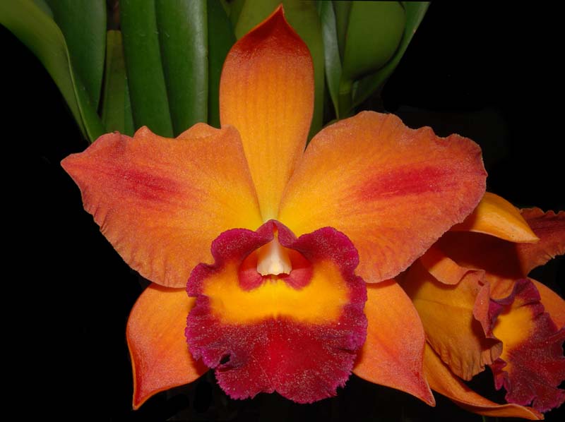 cattleya meristem orchideen