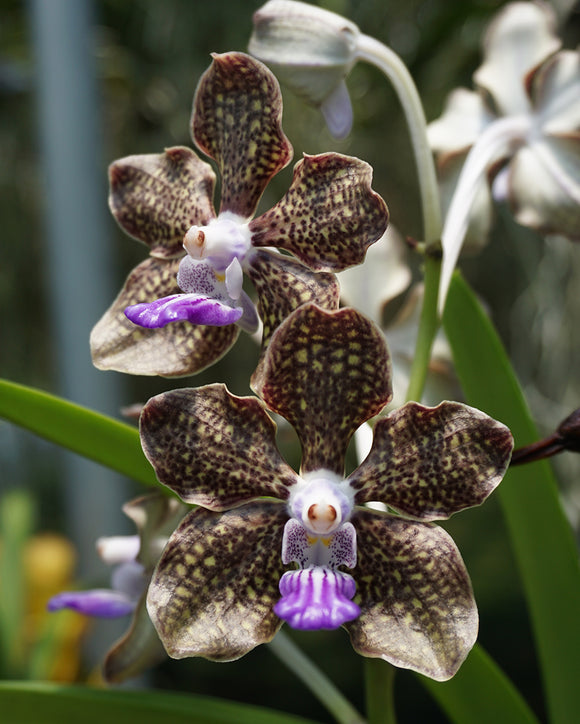 Papiliovanda (Vanda) Mimi Palmer (3