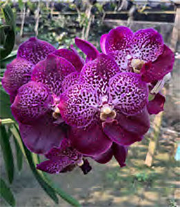 Vanda Sarao Cherry Bom (3