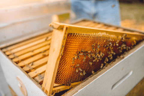 Alvéole de ruche avec abeilles