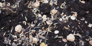 Wildflower seeds on soil