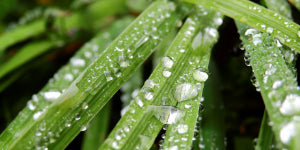 Droplets of water on grass
