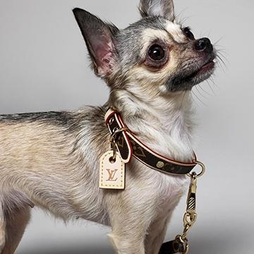  Louis Vuitton Collar M80340 Monogram Dog Collar Dog
