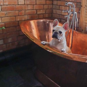 dog in bronze bath