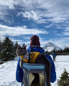 Cat in cat backpack