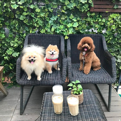 Restaurant with dogs in the New Year