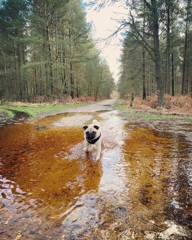 Dog in New forest #Travfurler