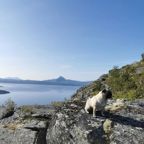 Ocean with Dogs