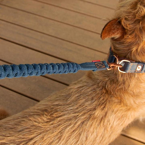 Dog Walking Equipment - EzyDog Shock Absorber Dog Lead