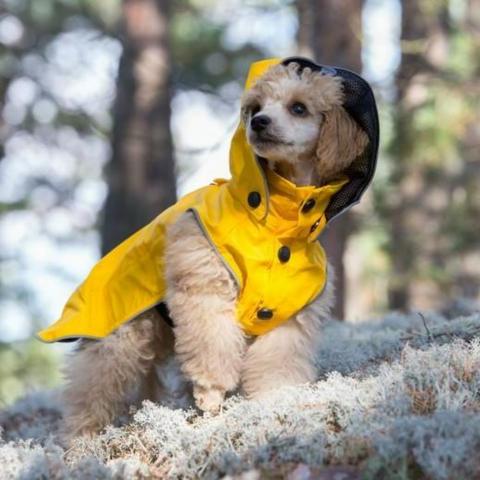 Dog Walking Equipment - stream-raincoat-yellow