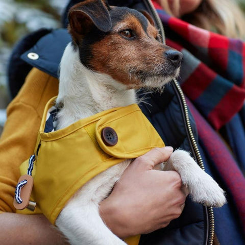 Joules Yellow Dog Coat