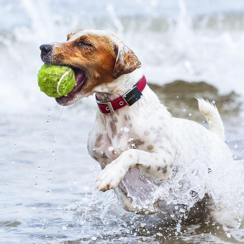 Learn Tricks with your dog in the New Year