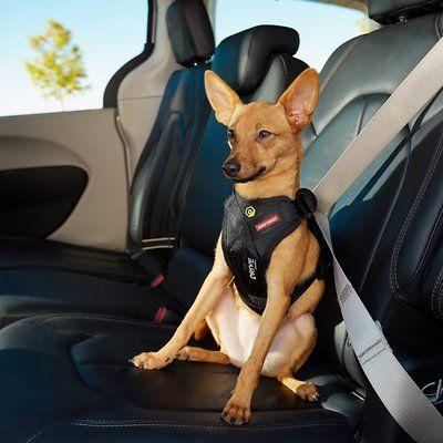 Dog safety car harness