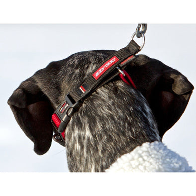 Designer Dog Collars - Does Louis Vuitton make them? – Travfurler