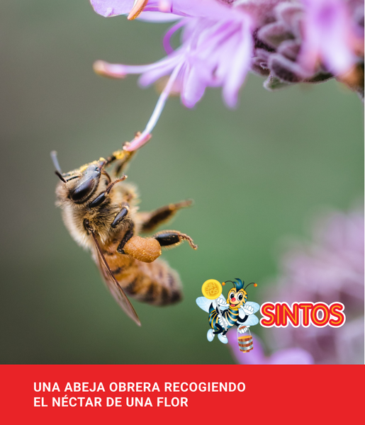 una abeja obrera recogiendo el nectar de una flor |  Blog PRONACEN