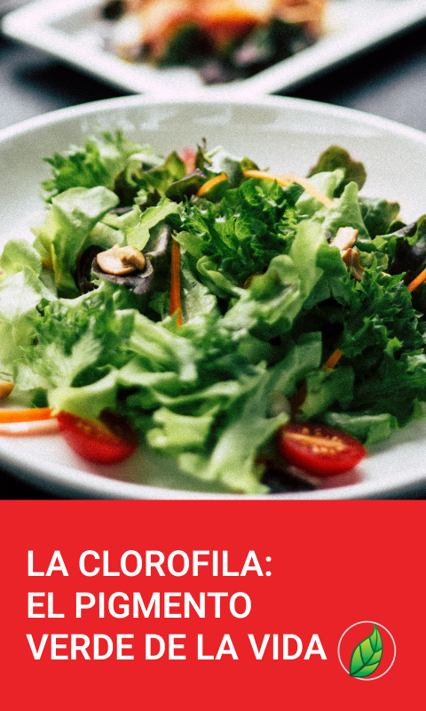 La Clorofila: El Pigmento Verde de la Vida | Blog PRONACEN