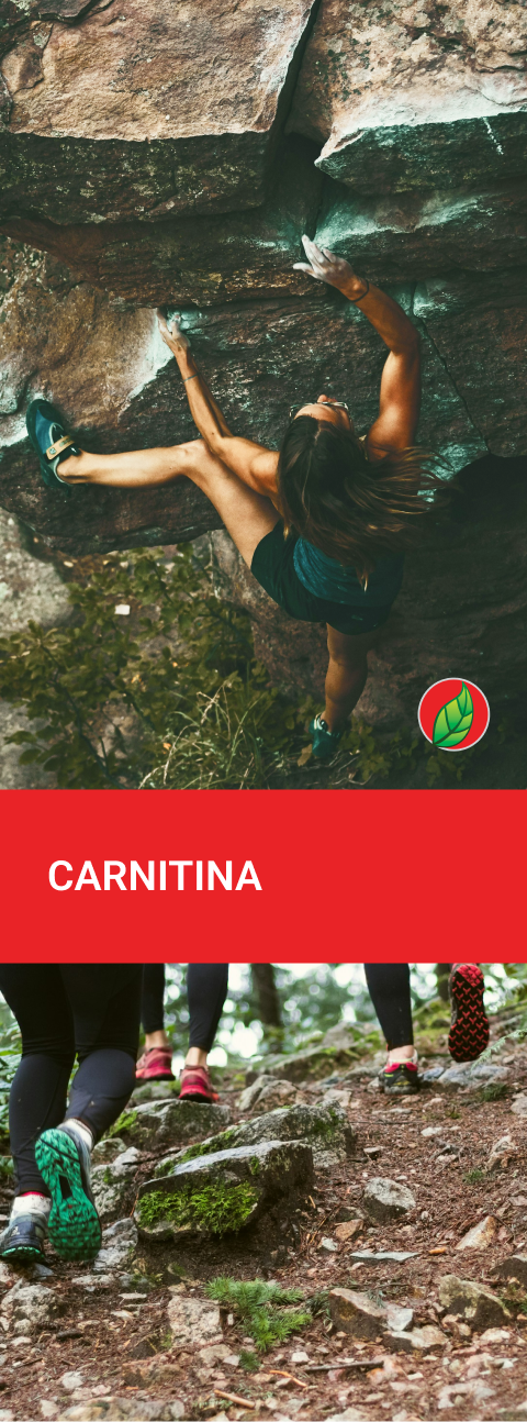 Carnitina: Propiedades y Características de este aminoácido | Blog PRONACEN