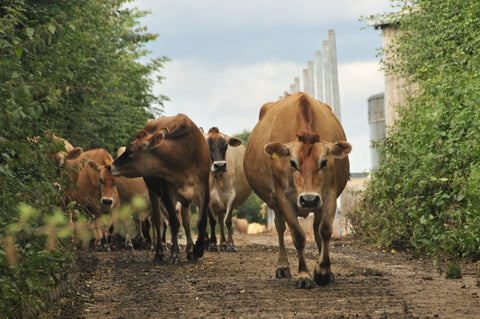 Jersey Cows, Tyers Hall Farm