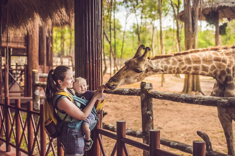 woman feeding giraffe at Houston Zoo