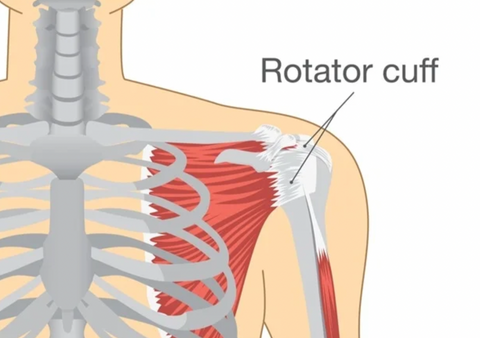 rotator cuff diagram