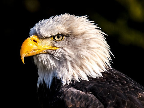 Yes, I choose to believe that July 4th looked like a bald eagle glaring at the British, no offense to my British friends.
