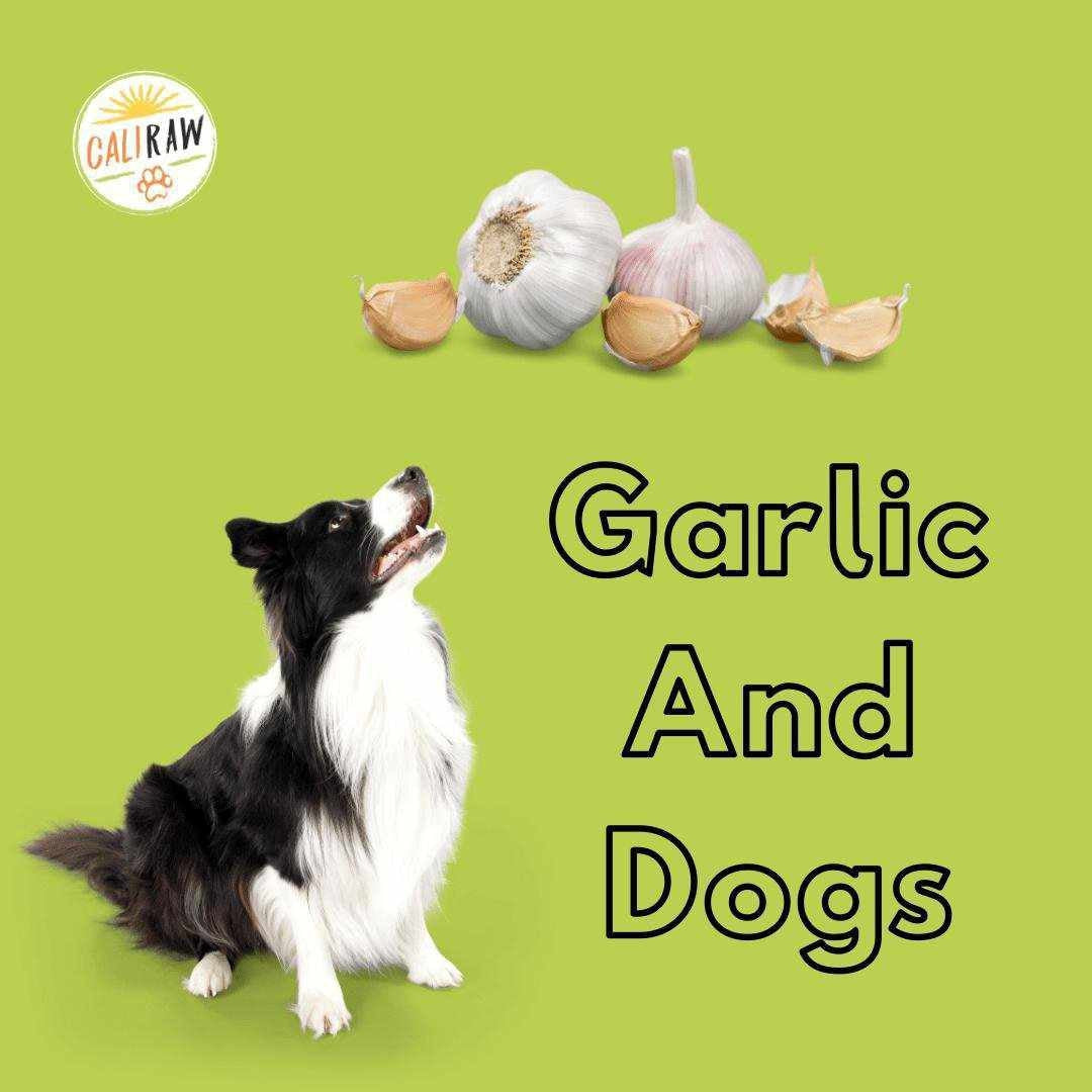 can garlic be given to dogs