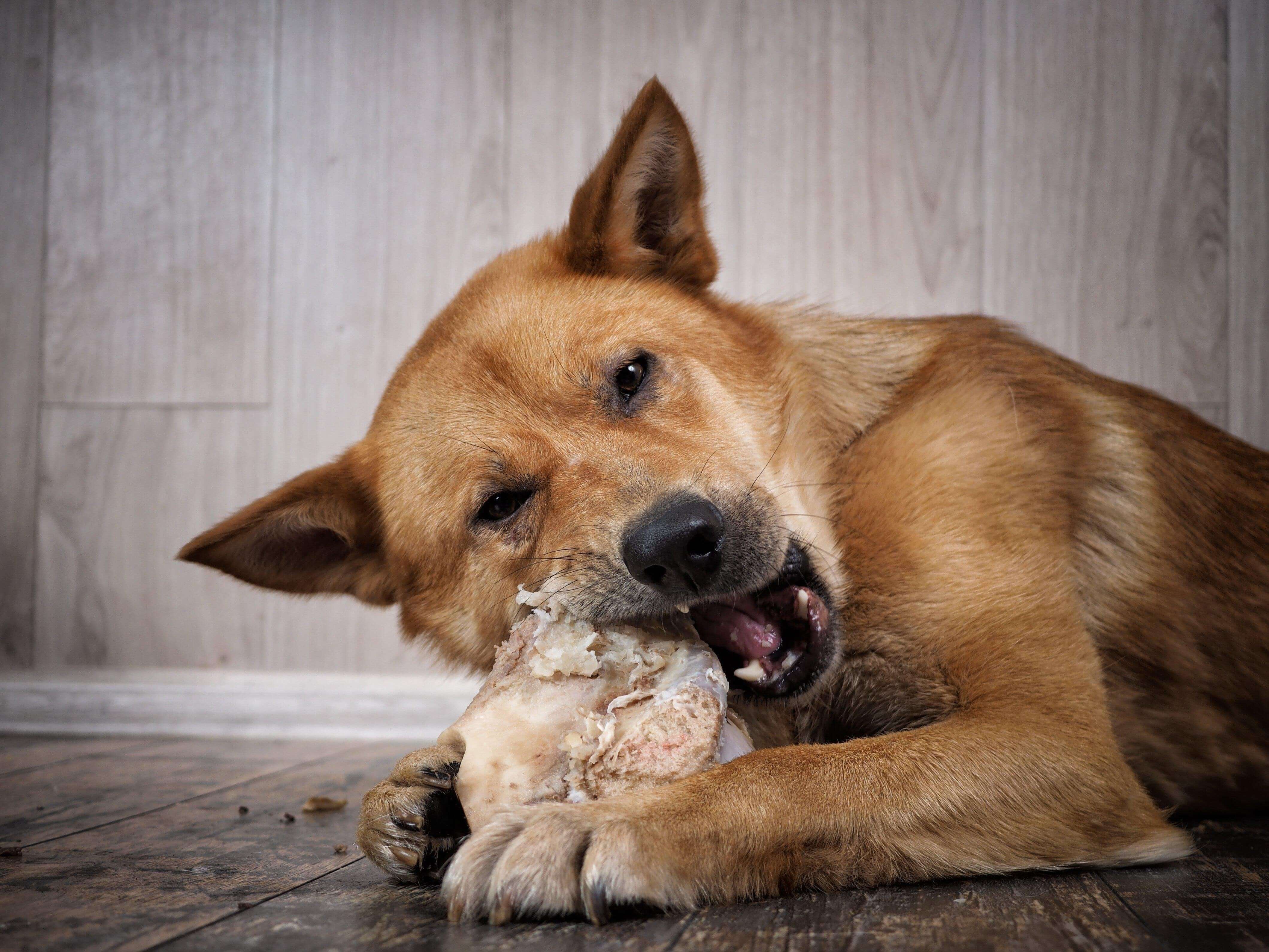 how often should you give your dog raw bones