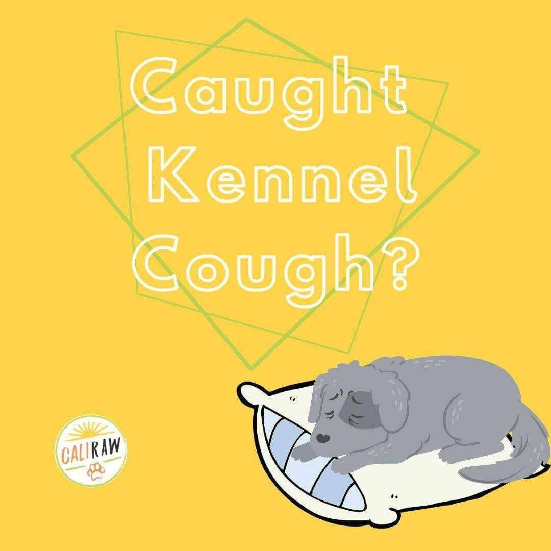 does honey help dogs with kennel cough