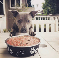 raw food for pitbulls
