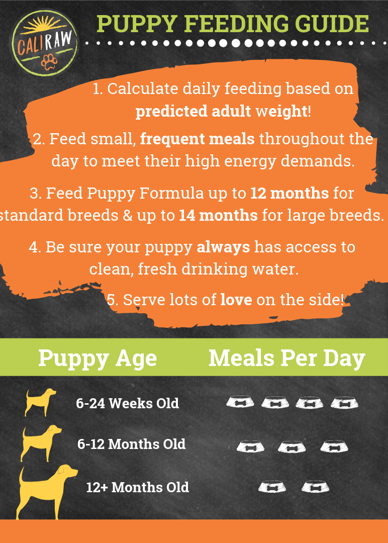 Raw Puppy Food Feeding Guide