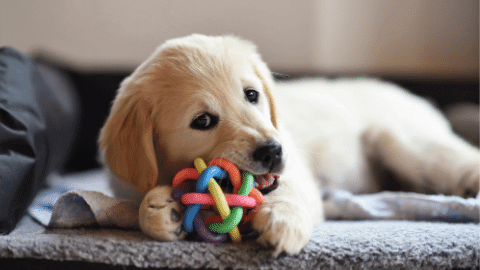 are hard plastic toys bad for dog teeth