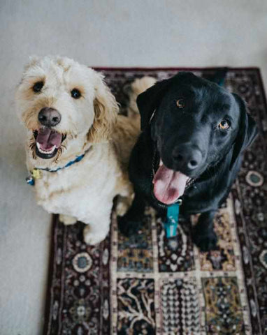 are elephant ears safe for dogs