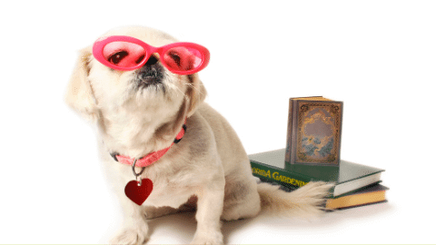 small dog with raw feeding books