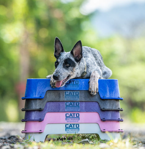 Cato Board Dog Training Platform