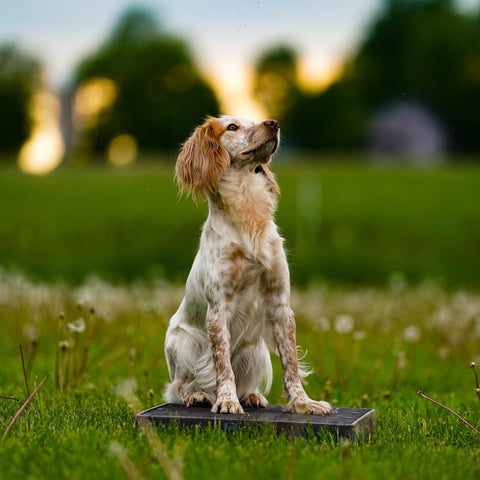 Dog sitting on dog training platform