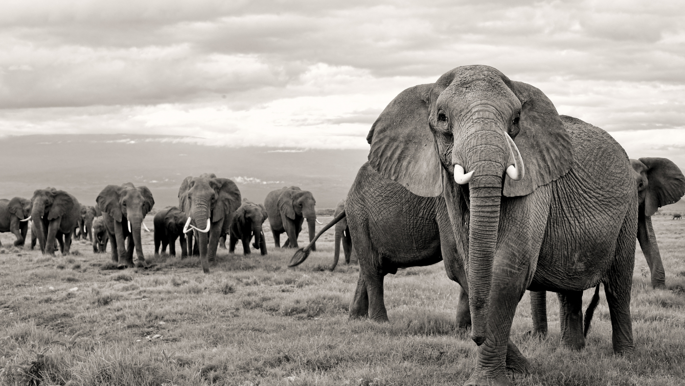 Tribe of Elephants in Africa