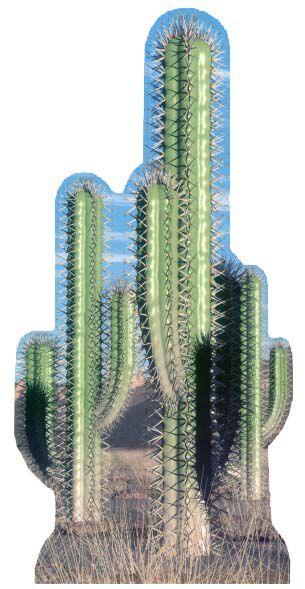 Cactus Group Cardboard Cutout 152m