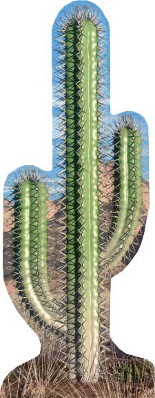 Cactus Cardboard Cutout 183m
