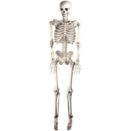 Click to view product details and reviews for Halloween Skeleton Lifesize Hanging Prop Decoration Plastic 15m.