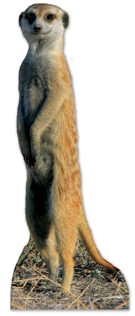 Click to view product details and reviews for Meerkat Cardboard Cutout 98cm.