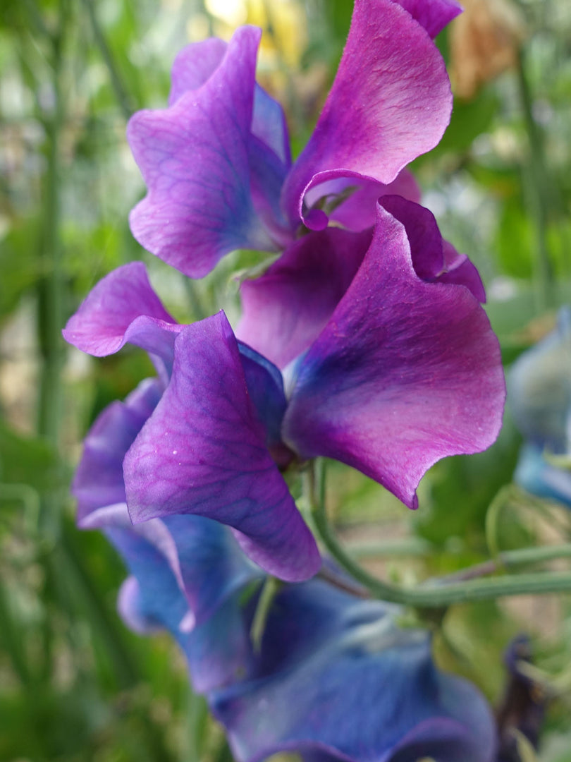 sweet pea flower